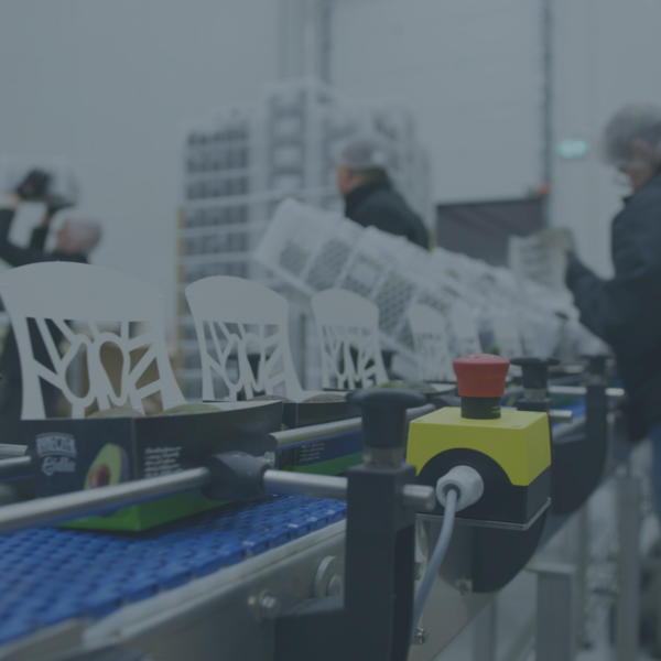 Transportband waarop avocado's worden ingepakt met de deksel vouw en seal lijn van Freshtech Solutions - menu item