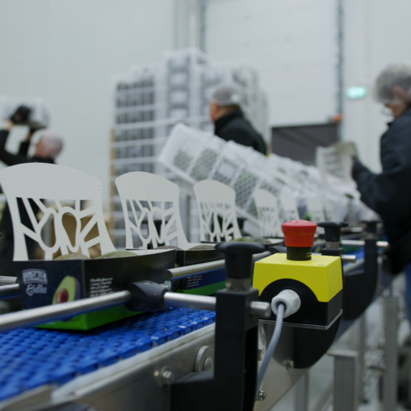 Transportband waarop avocado's worden ingepakt met de deksel vouw en seal lijn van Freshtech Solutions - vierkante afbeelding
