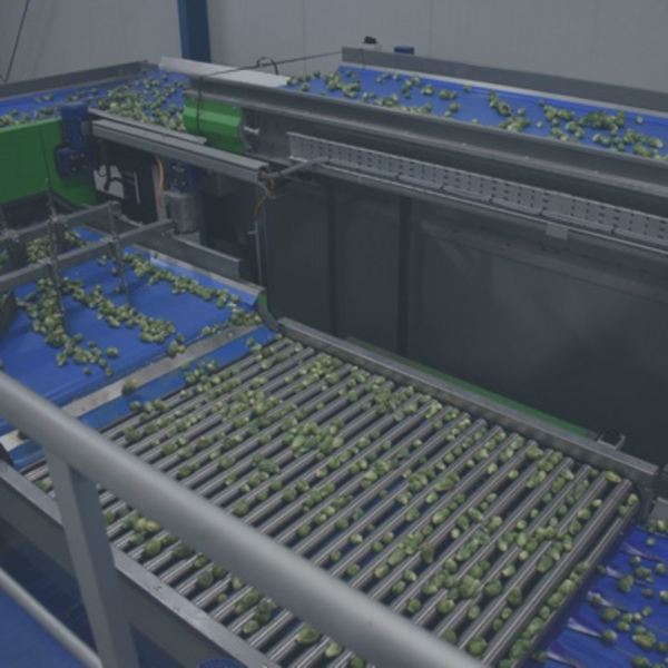 With the MAF RODA sorting machine, sprouts are automatically sorted by size - menu item
