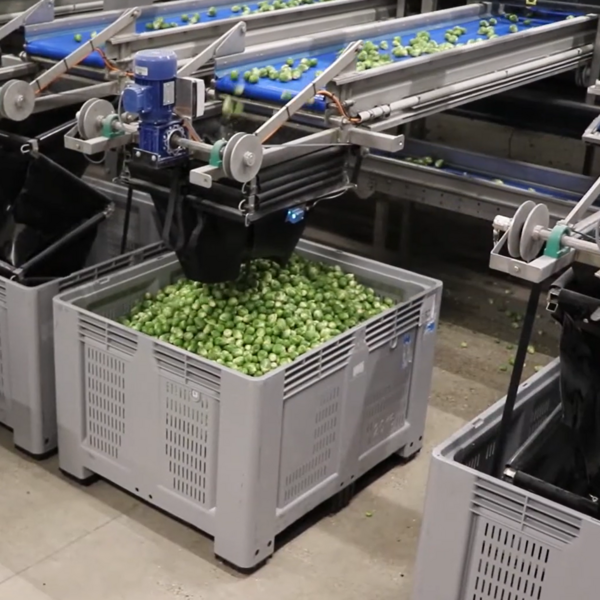 sorted sprouts in boxes
