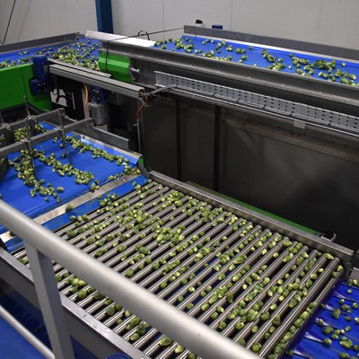 With the MAF RODA sorting machine, sprouts are automatically sorted by size - square image
